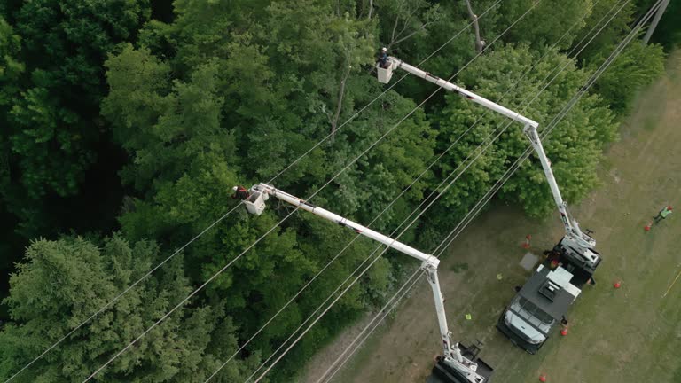 Best Emergency Tree Removal  in Iowa City, IA